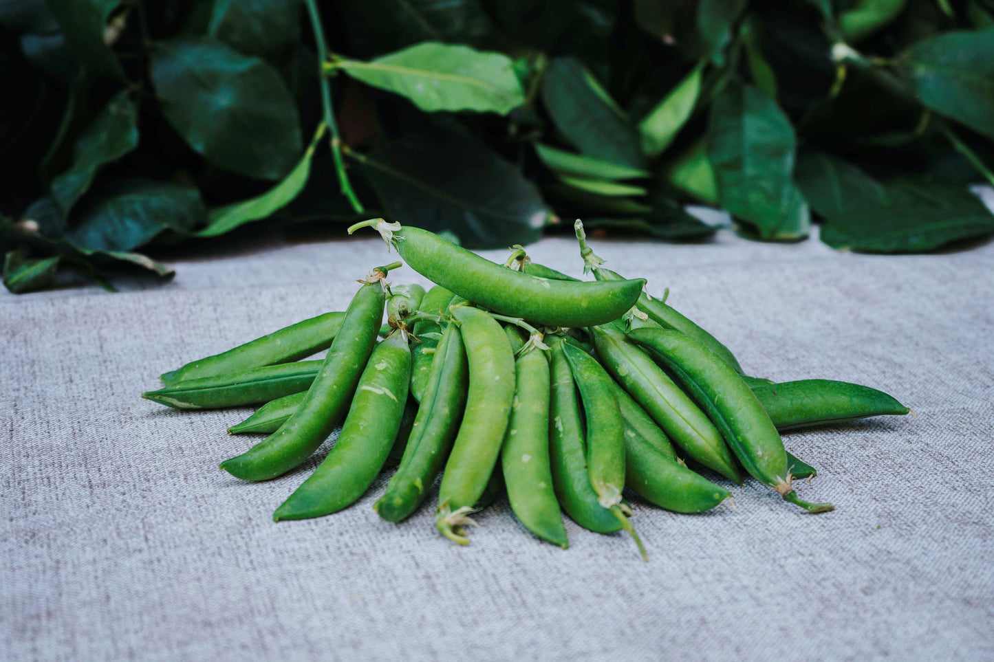 Guisantes