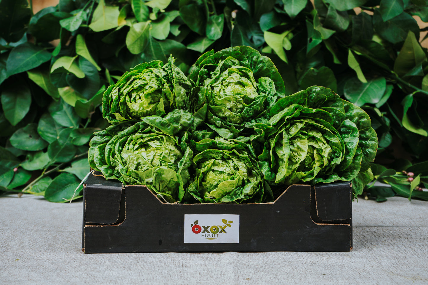 Lechuga Baby
