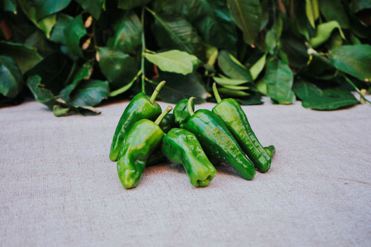 Pimiento del Padrón