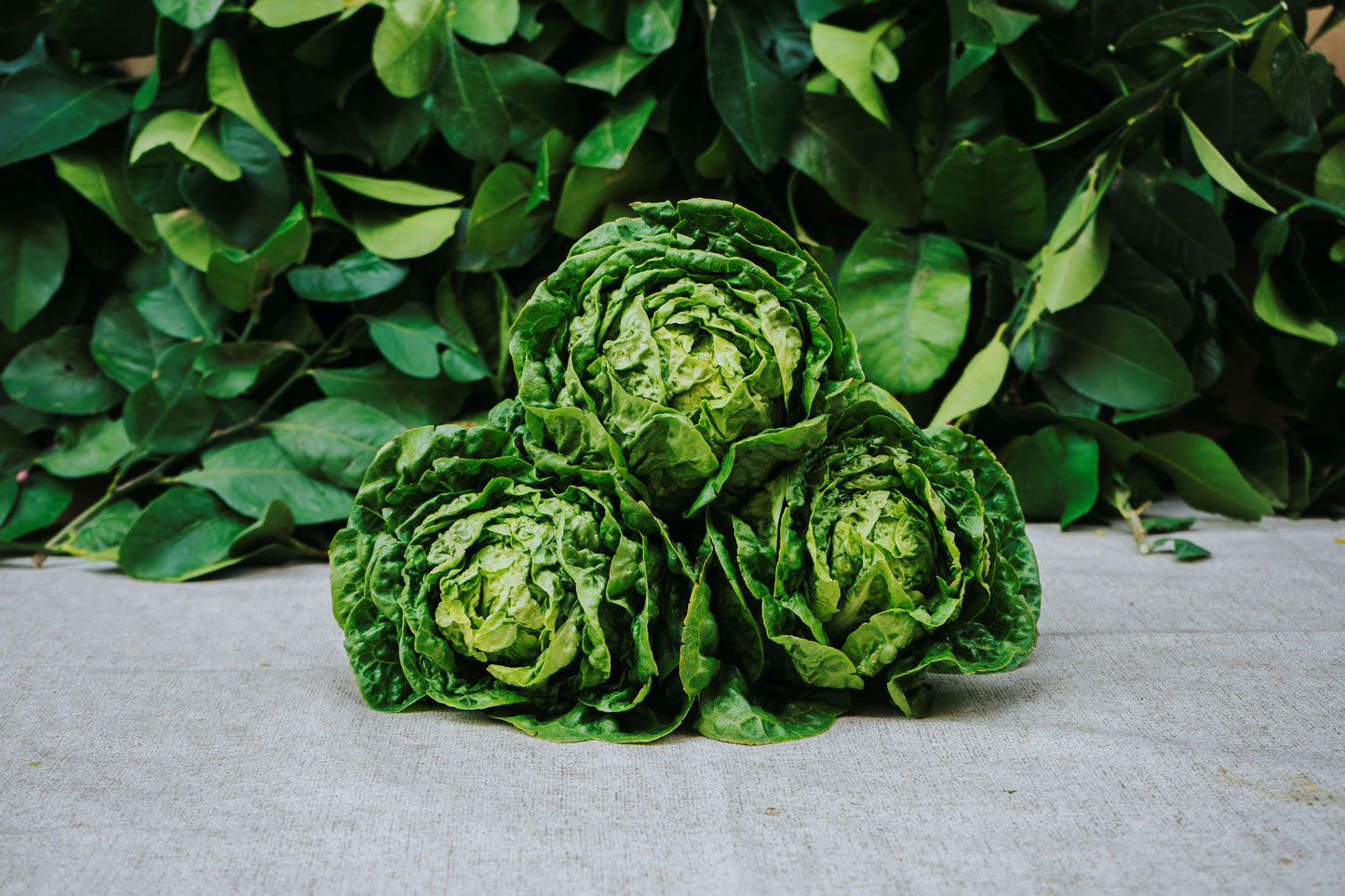 Lechuga Baby