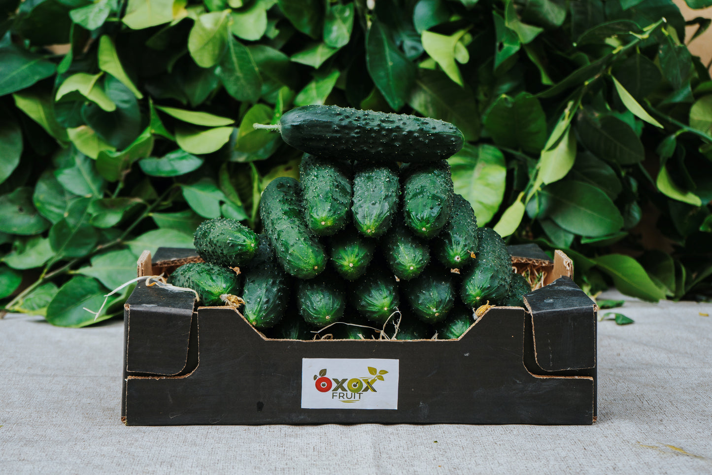 Pepino