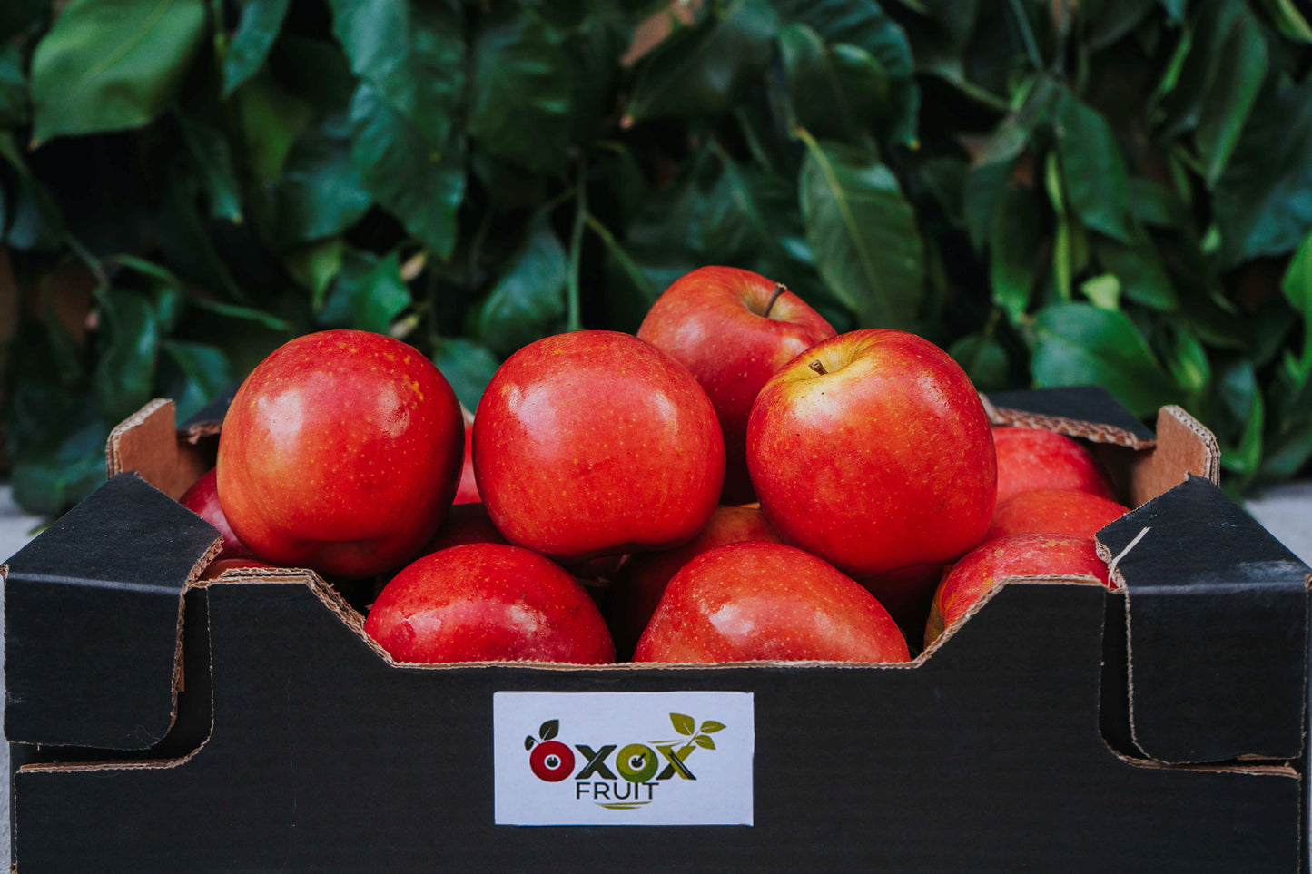 Manzana Fuji