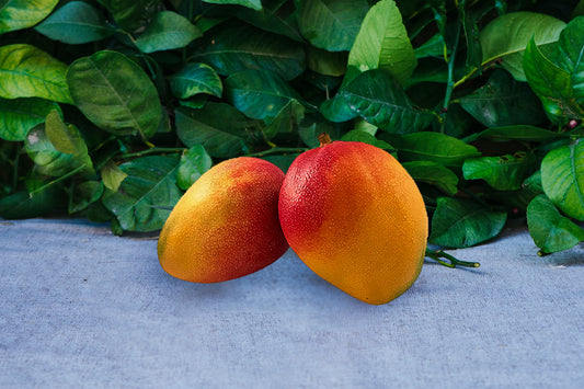 Mango de Avión